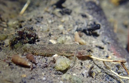 Dirty-faced Brackish Goby