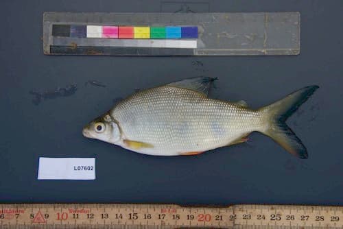 Banded Distichodus