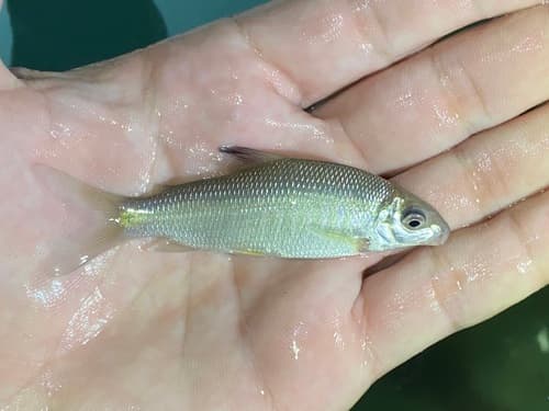 Distichodus hypostomatus