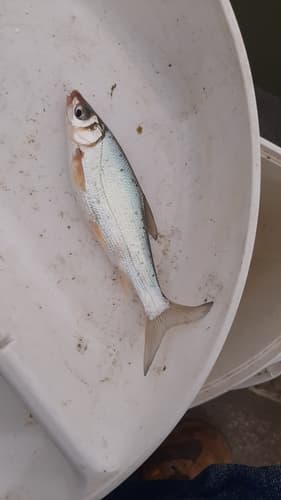 Distoechodon Tumirostris