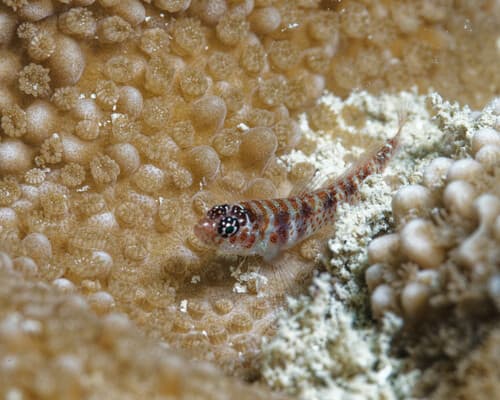 Divine Dwarf Goby