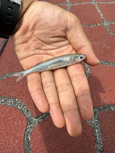 Doboatherina valenciennei