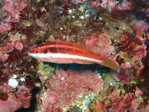 Doderlein's Wrasse