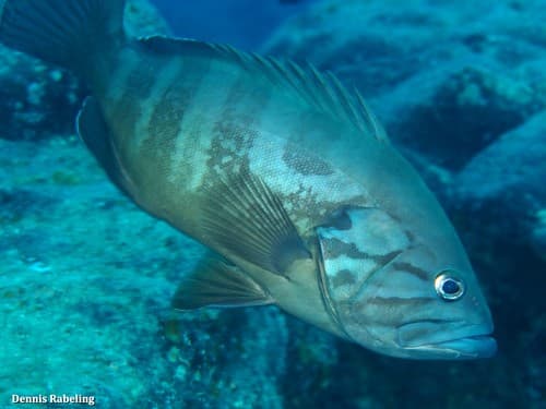 Dogtooth Grouper