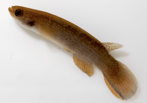 Dogtooth Rivulus