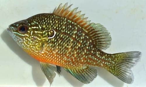 Dollar Sunfish