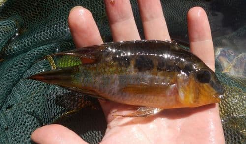 Dolphin Cichlid