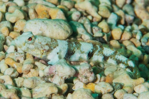 Domino Goby
