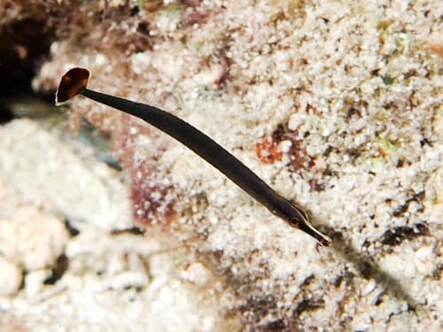 Banded Pipefish