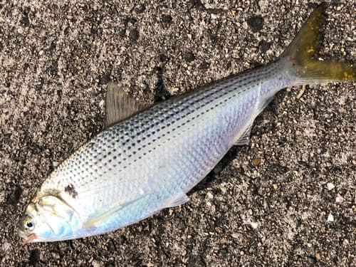 Dotted Gizzard Shad