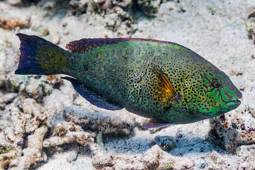 Dotted Parrotfish