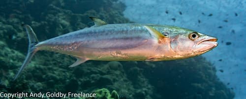 Double-lined Mackerel