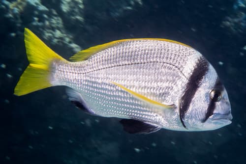 Doublebar Bream