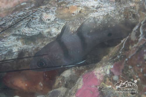 Doublebar Cardinalfish