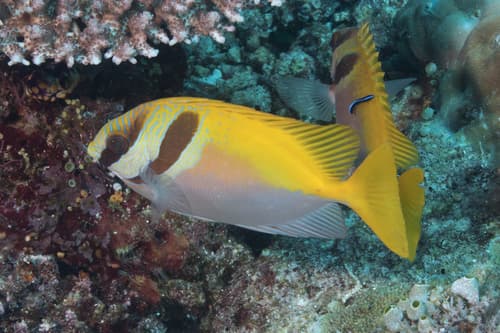 Doublebar Rabbitfish