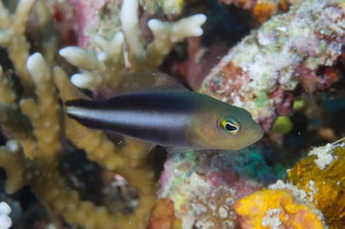 Doublestriped Dottyback