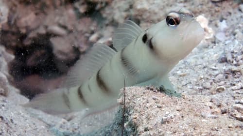 Downing's Shrimpgoby