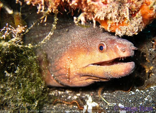 Drab Moray