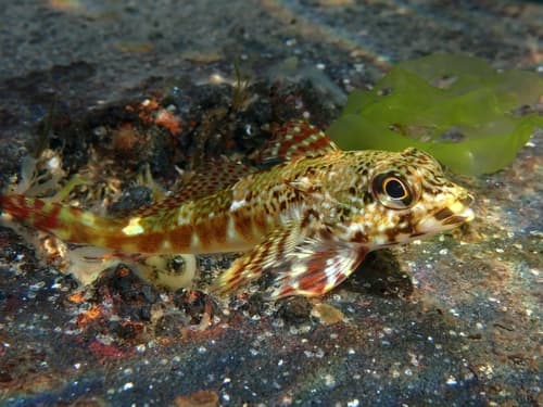 Dragonet