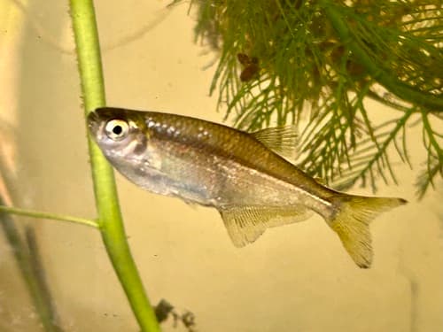 Dragonfin Tetra