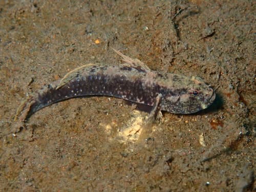 Bont's Goby