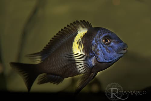 Duboisi Cichlid