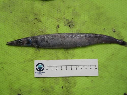 Duckbill Barracudina