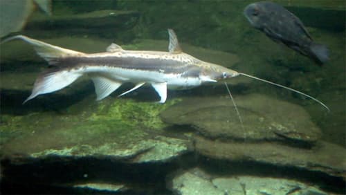 Duckbill Catfish