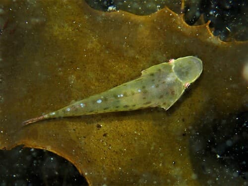 Duckbilled Clingfish