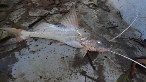 Peruvian Long-whiskered Catfish