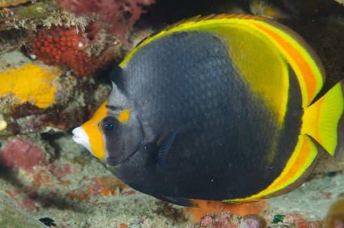 Dusky Butterflyfish