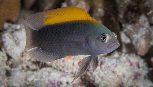 Dusky Dottyback