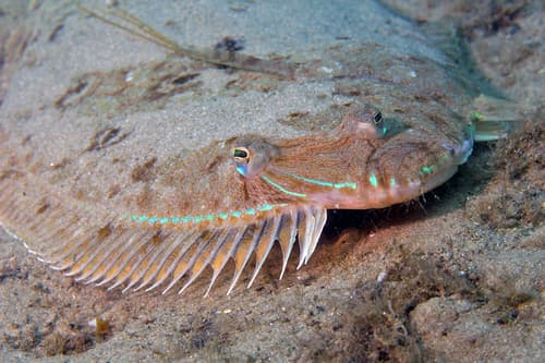 Dusky Flounder