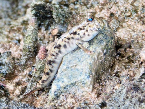Dusky-gilled Mudskipper