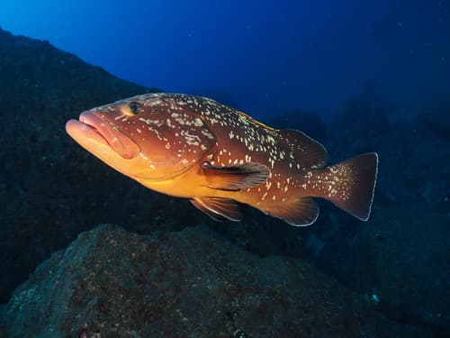 Dusky Grouper