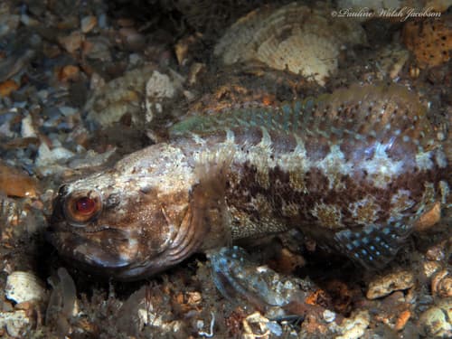 Dusky Jawfish