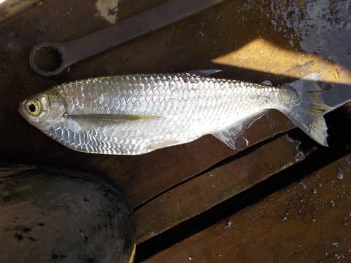 Dusky Narrow Hatchetfish