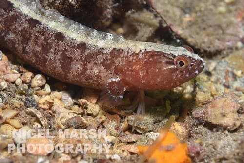 Dusky Snake Blenny