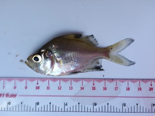 Duskyfin Glassy Perchlet