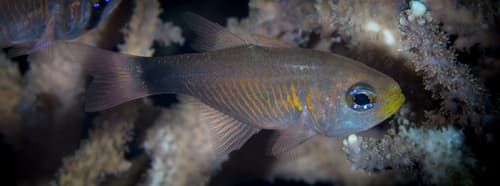 Duskytail Cardinalfish