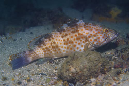 Duskytail Grouper