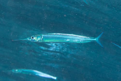 Dussumier's Halfbeak