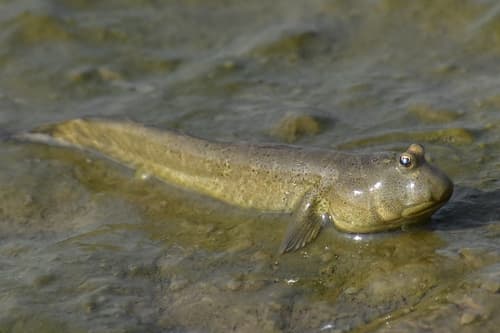 Dussumier's Mudskipper