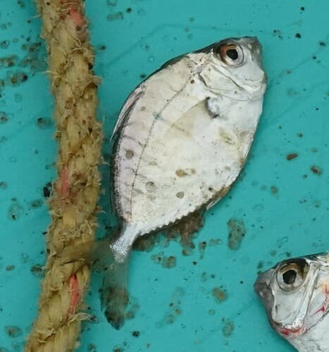 Dussumier's Ponyfish