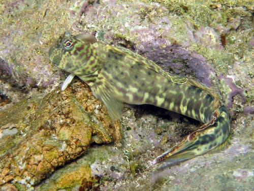 Dussumier's Rockskipper