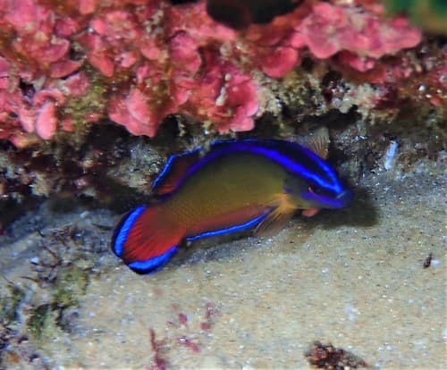 Dutoiti Dottyback
