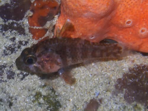 Dwarf Cardinalfish