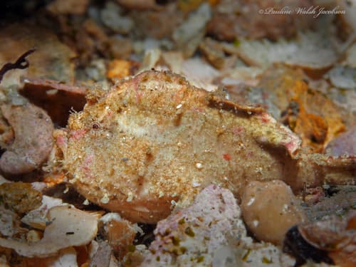 Dwarf Frogfish