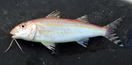 Dwarf Goatfish