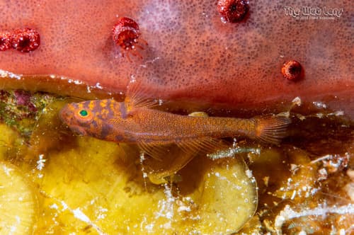 Dwarf Goby